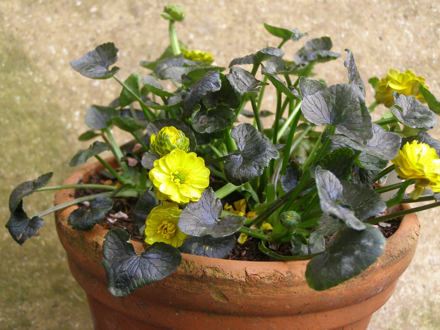 Ranunculus ficaria 'Angele'